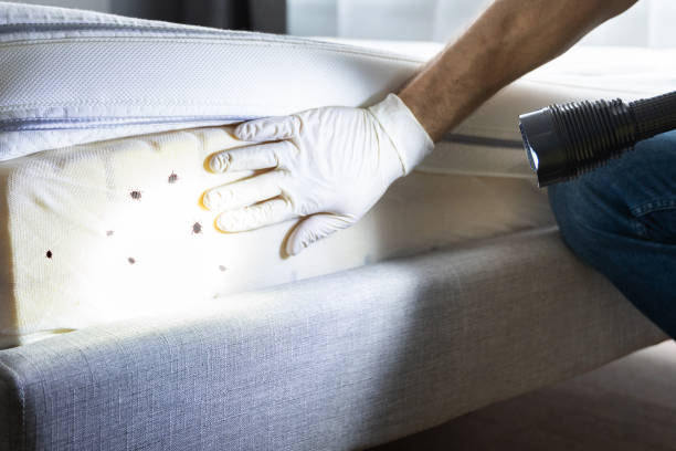 Best Flea Control Services  in Senath, MO